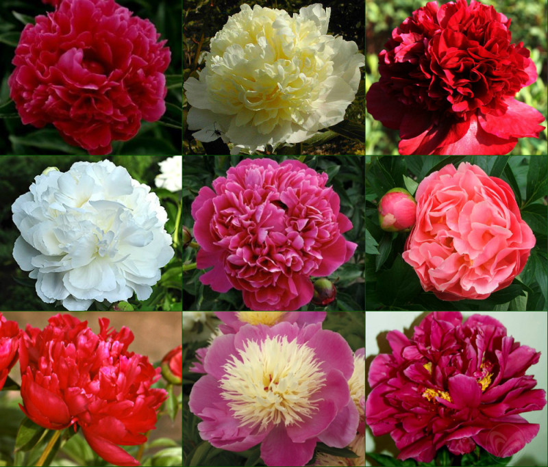 Как выбрать и ухаживать за этими прекрасными цветами для великолепного цветения – Полный гид по выращиванию пионов в вашем саду