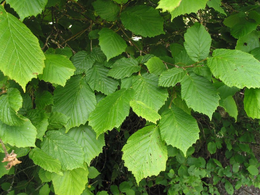 Лист лещины фото. Лещина обыкновенная Corylus avellana l.. Лещина маньчжурская. Лещина Колхидская. Лещина маньчжурская куст.