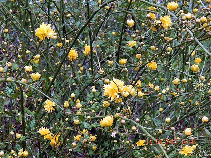 Желтый кустарник название цветущий весной фото. Керрия японская. Колючий куст цветет желтыми Сочи. Желтоцветущий ранний кустарник. Куст желтый цветет ранней весной.